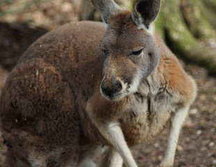 Red kangaroo (Macropus rufus) © Michael Meijer