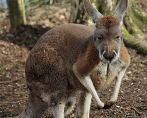 Red kangaroo (Macropus rufus)