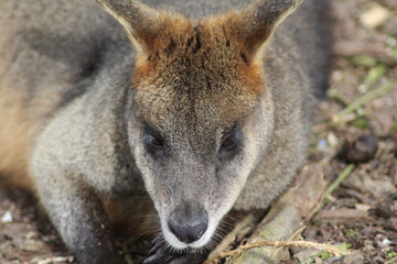 Naklejka na ściany i meble The swamp wallaby (Wallabia bicolor)