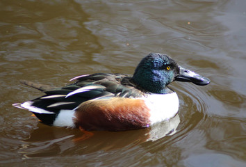 nothern shoveler (Anas clypeata)