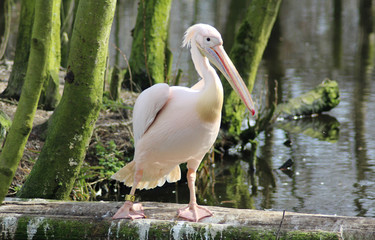 The great white pelican (Pelecanus onocrotalus)