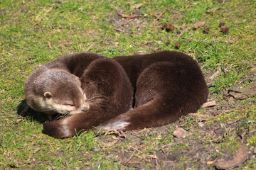 Asian Small clawed otter