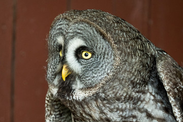 Eagle Owl with big eyes
