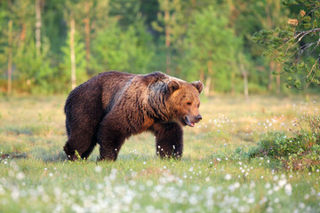 The Eurasian brown bear (Ursus arctos arctos) , the common brown or  the European brown bear, the European bear in finnish taiga