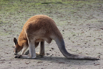Red kangaroo (Macropus rufus) © Michael Meijer