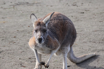 Red kangaroo (Macropus rufus) © Michael Meijer