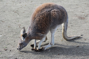 Red kangaroo (Macropus rufus) © Michael Meijer