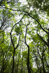 Reforestation trees in Baja Verapaz, young trees, regeneration of oxygen