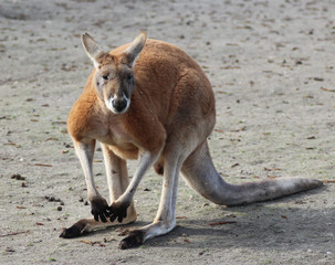 Red kangaroo (Macropus rufus)