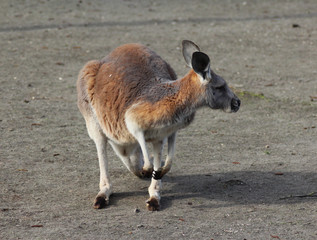 Red kangaroo (Macropus rufus) © Michael Meijer