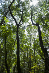 Reforestation trees in Baja Verapaz, young trees, regeneration of oxygen