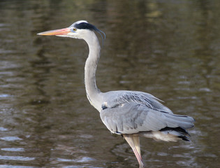 blue heron (Ardea herodias)