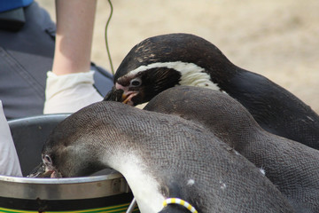 The Humboldt penguin (Spheniscus humboldti) feeded © Michael Meijer