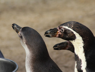 The Humboldt penguin (Spheniscus humboldti) feeded