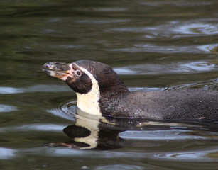 The Humboldt penguin (Spheniscus humboldti)