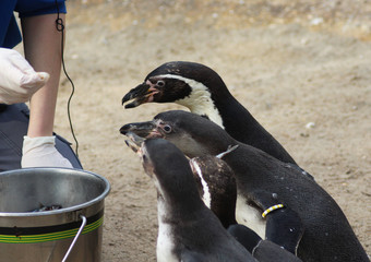 The Humboldt penguin (Spheniscus humboldti) feeded