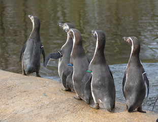 Obraz premium Group Humboldt penguin (Spheniscus humboldti)