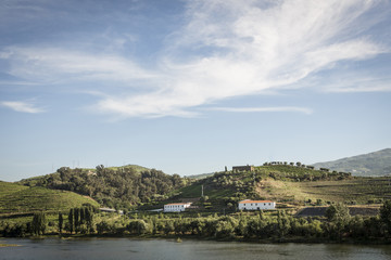Vineyards in the Douro river region, in the town of Mesão Frio, portugal