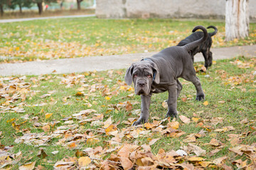 Fototapeta premium Dogs breed Neapolitana mastino a walk in the autumn park.