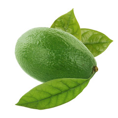 green avocado with leaf  isolated