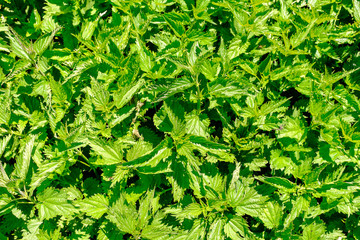 Green background and nettle texture, medicinal herb