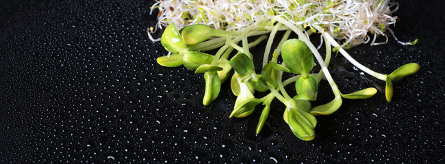 Mixed organic micro greens on black background with water drops. Fresh sunflower and heap of...