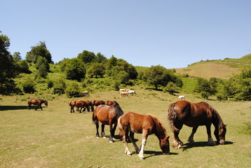 Obraz premium northern horses