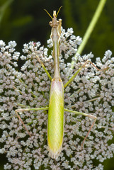 Empusa pennata posing
