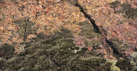 Black crack on the red granite overgrown with moss.