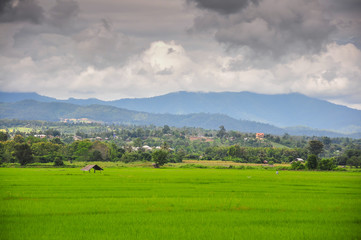 Fototapeta na wymiar Rice field in Pai Maehongson Thailand