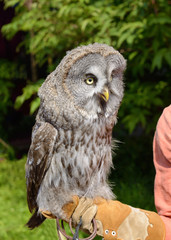 Owl-a bird of prey.