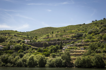 Fototapeta na wymiar Vineyards in the Douro river region, in the town of Mesão Frio, portugal