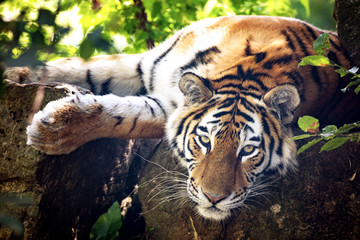Siberian tiger resting in the undergrowth