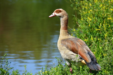 Nilgans