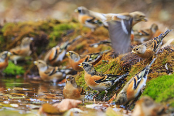 Colored birds among autumn fallen leaves