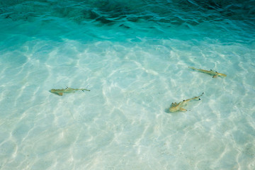 reef shark swimming in crystal clear shallow water, Maldives