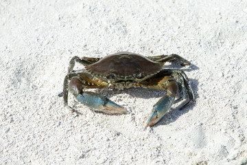 crab on beach