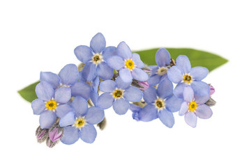 Light blue flowers Myosotis arvensis, isolated on white background