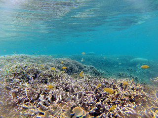 Fototapeta na wymiar recif coralien