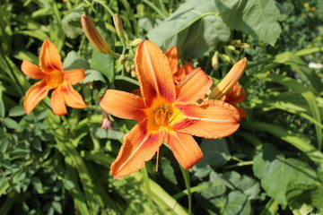  orange flower