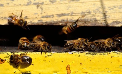 Bees at the entrance of the hive