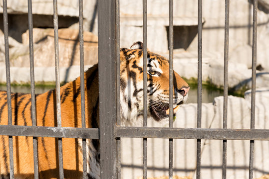 Tiger in captivity in a zoo behind bars. Power and aggression in the cage.