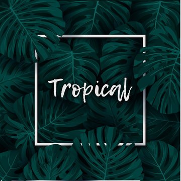 Dark green minimalistic vector design with exotic monstera palm leaves.