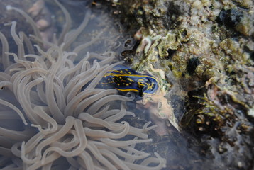 nudibranch