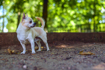 Naklejka na ściany i meble Chihuahua plays in the yard