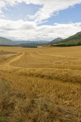 Fototapeta na wymiar Straw field in the province of navarra, spain