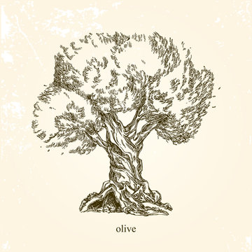 Olive tree. Vintage style. Vector illustration