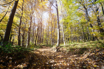 Picture of colourful forest path in fall