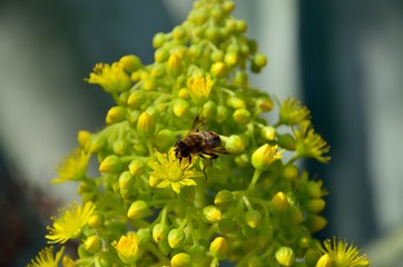 Small bee on cluster of aeonium flowers