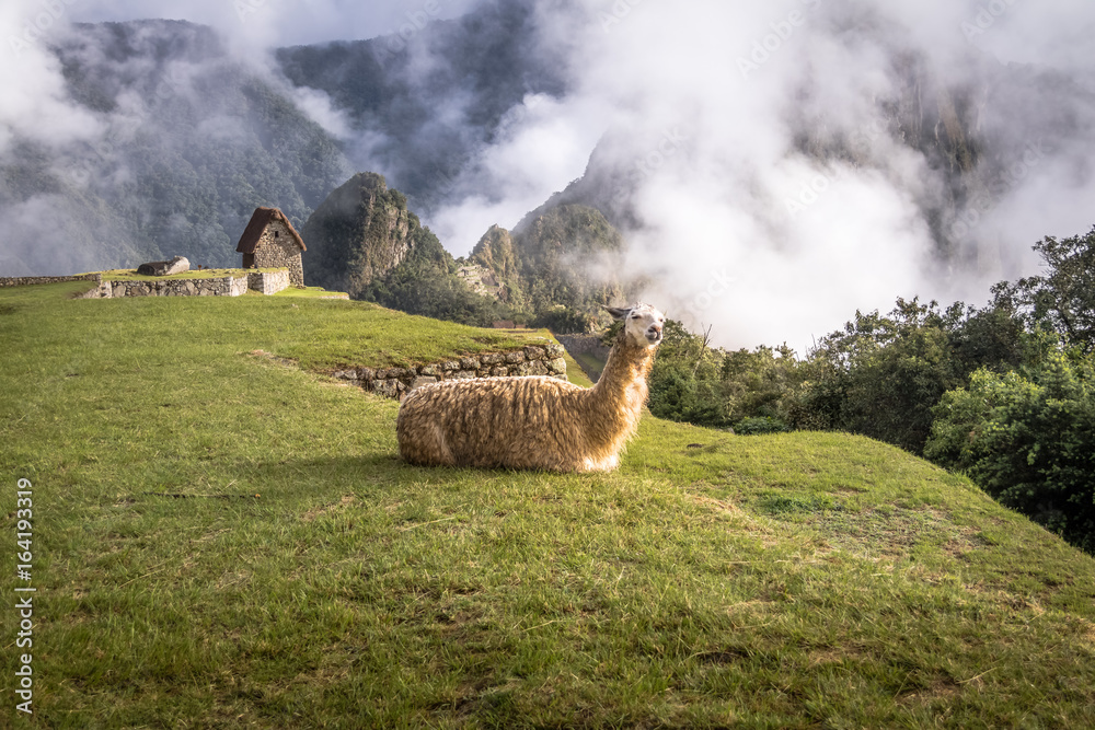 Sticker llamas at machu picchu inca ruins - sacred valley, peru